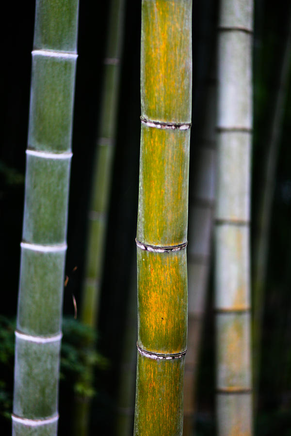 Dark Bamboo Photograph by Brad Brizek