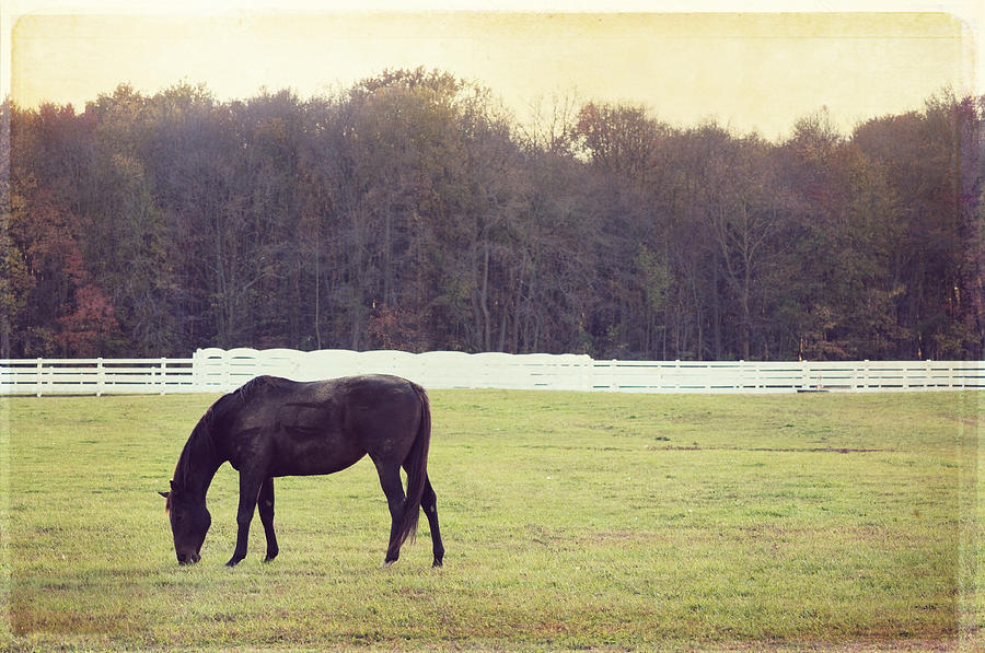 Landscape Photograph - Dark Beauty by Carolyn Cochrane