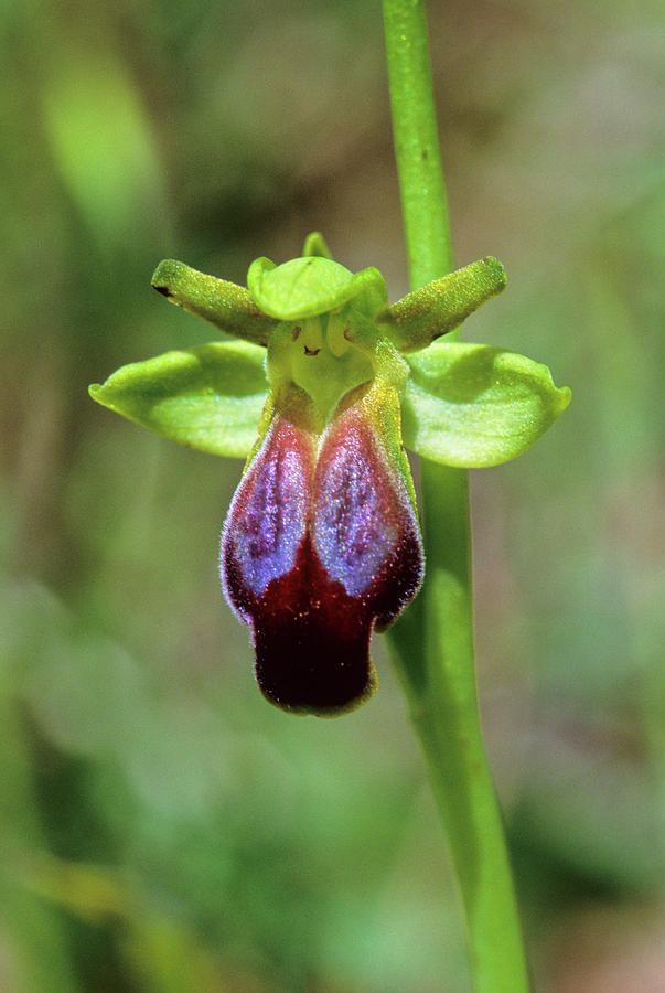 Dark Bee Orchids (ophrys Fusca) Photograph by Bruno Petriglia/science ...