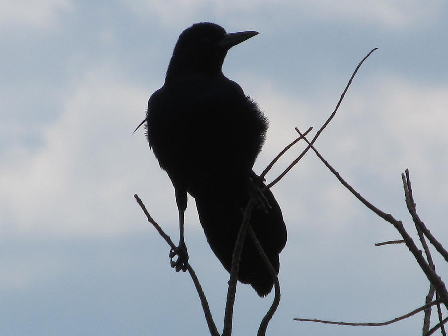 Dark Bird Photograph by Daniel Martinez - Fine Art America