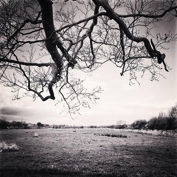 Nature Photograph - Dark!! #black #white #tree #field #fife by Vicky G