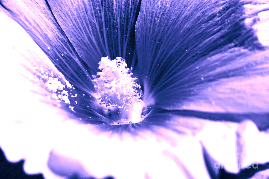 Dark Blue Mallow Photograph By Lali Kacharava Dark Blue Mallow Photograph By Lali Kacharava
