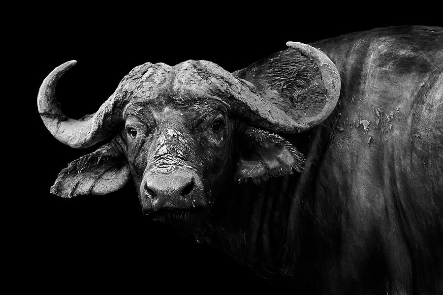 Dark Buffalo Photograph by Wildphotoart