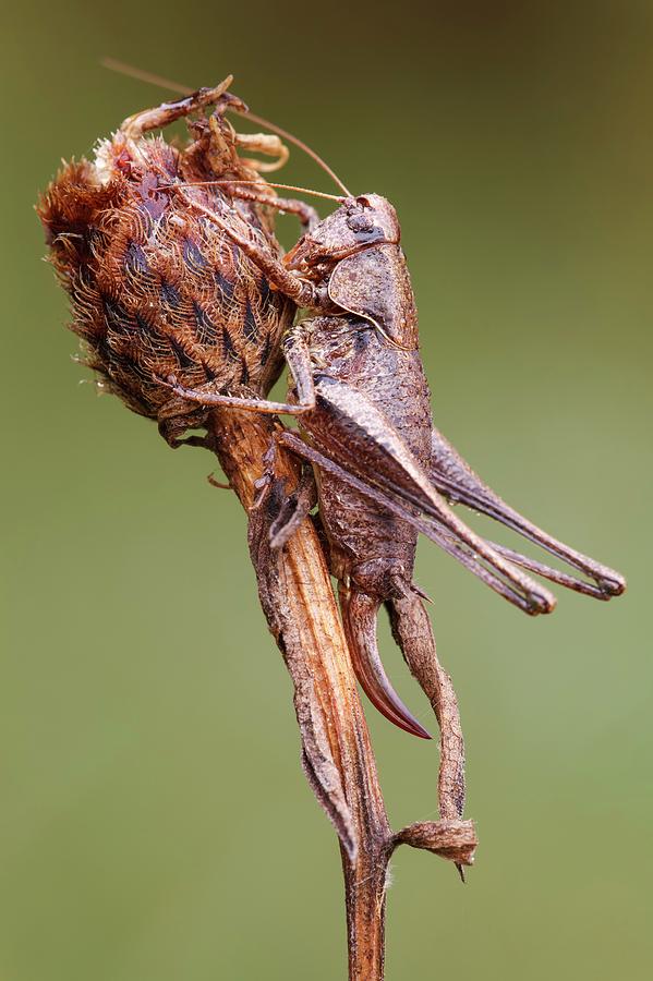 Dark Bush Cricket Photograph by Heath Mcdonald