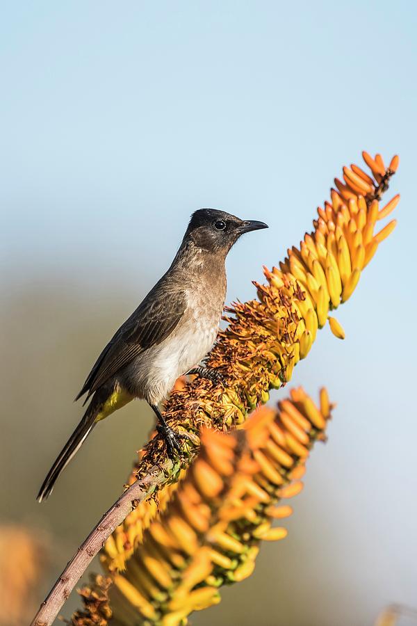 Dark-capped Bulbul Photograph by Peter Chadwick/science Photo Library