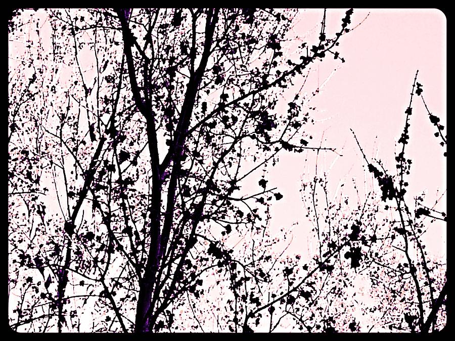 Tree Photograph - Dark Cerise by Anna Kohler