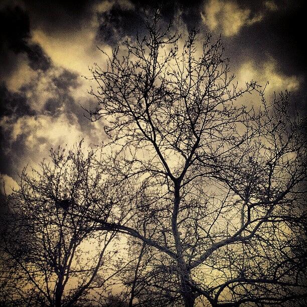 Tree Photograph - Dark Clouds... #clouds #trees #sky by Kostas Fryganiotis