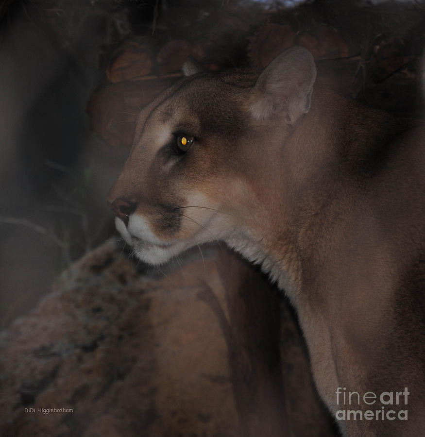 Cat Photograph - Dark Cougar by DiDi Higginbotham