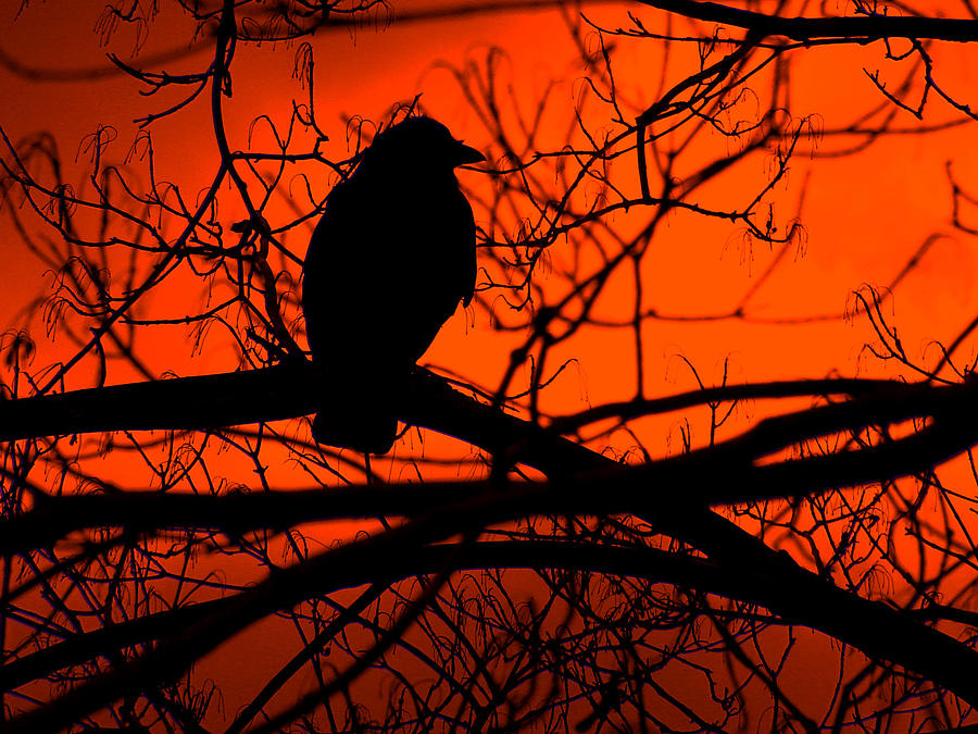 Dark Crow Photograph by Brian Stevens