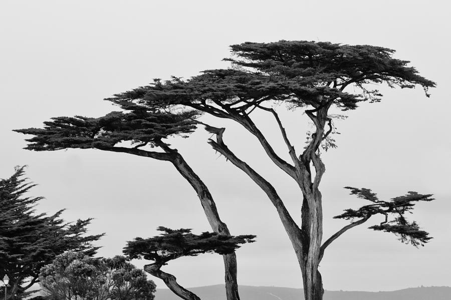 Dark Cypress Photograph by Melinda Ledsome