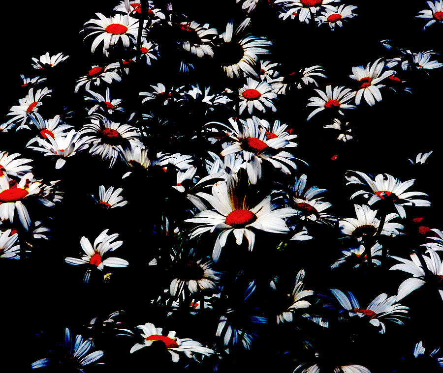 Dark Daisys Photograph by Frank Gaffney - Fine Art America