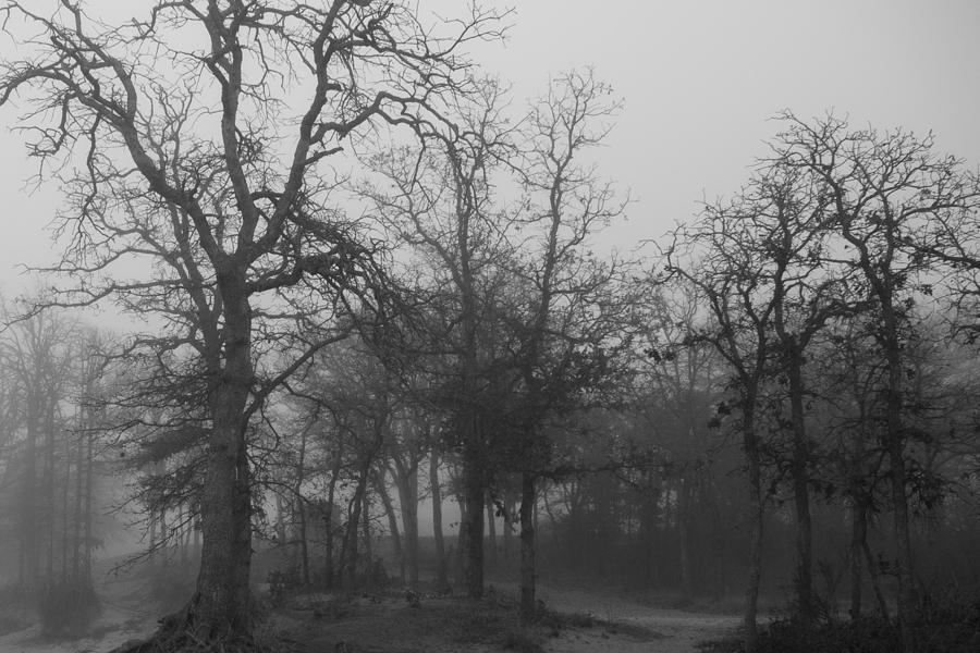 Dark Dawn by Jim Norwood Dark Dawn by Jim Norwood