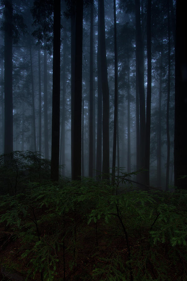 Dark Day In The Forest Photograph by Mark K. Daly