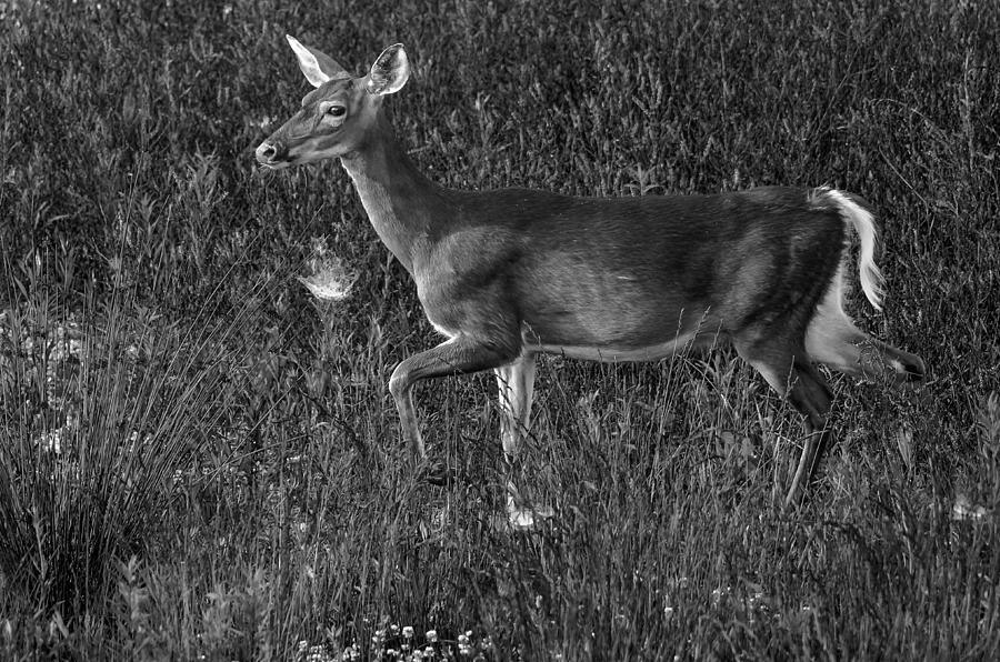 Dark Deer Photograph by Brian Stevens