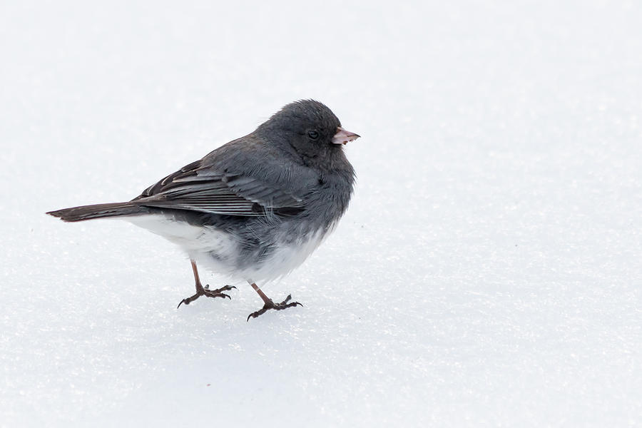 Dark-Eyed Junco Photograph by Gaurav Singh | Fine Art America