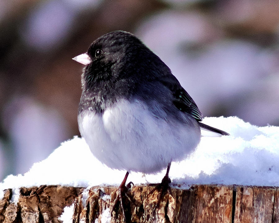 Dark eyed junco in the snow. Photograph by Bob Arens