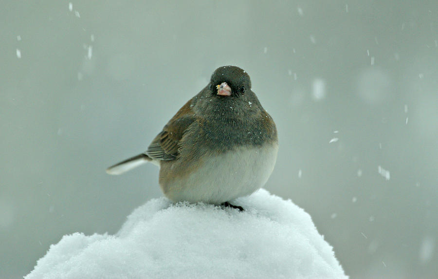 Dark-Eyed Junco in the Snow Photograph by Sandy Keeton