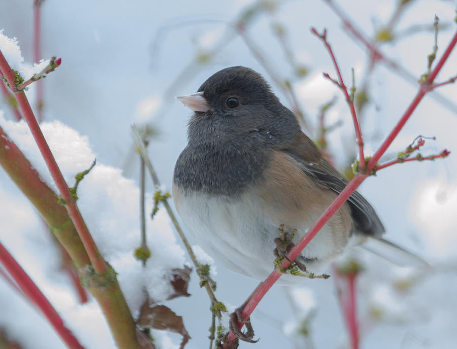 Dark-eyed Junco in Winter Photograph by Angie Vogel