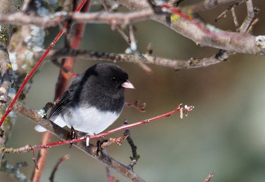 Dark-eyed Junco Photograph by Kristina Austin Scarcelli