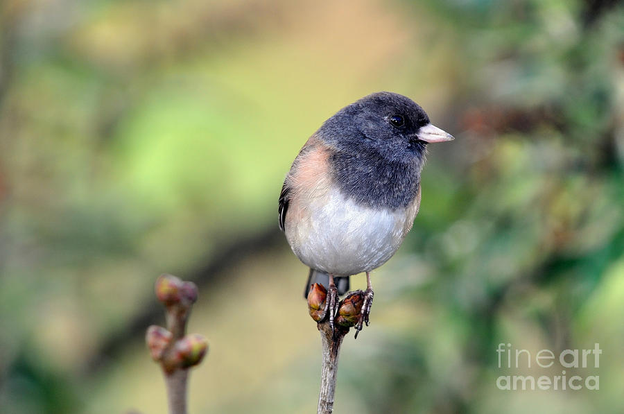 Dark Eyed Junco Photograph by Laura Mountainspring