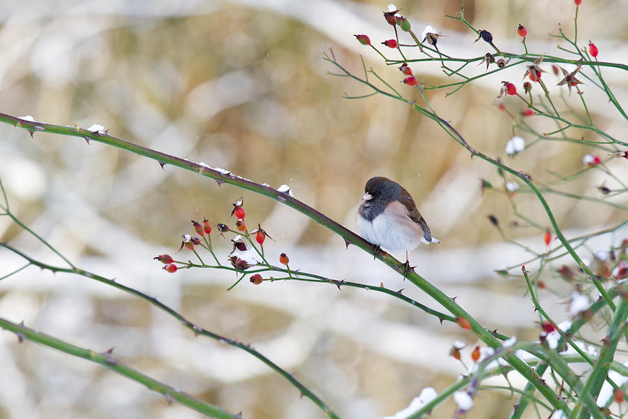 Dark-eyed Junco Photograph by Michael Russell