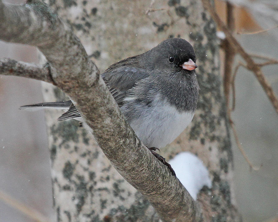 Dark-eyed Junco Photograph by Mike Dickie - Fine Art America