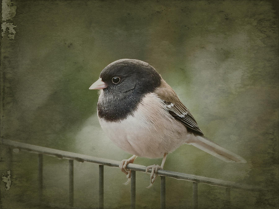 Dark-Eyed Junco  Photograph by Parrish Todd