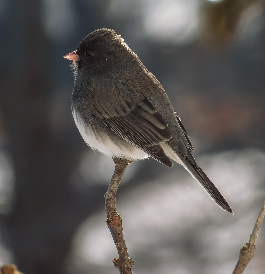 Dark-eyed Junco Profile Photograph by Deb Fedeler | Fine Art America