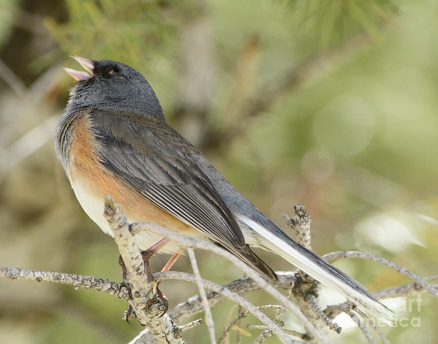 Dark Eyed Junco Singing Photograph by Dennis Hammer