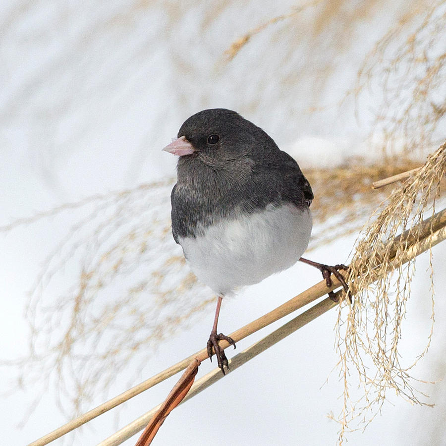 Dark Eyed Junco Square Photograph by Bill Wakeley