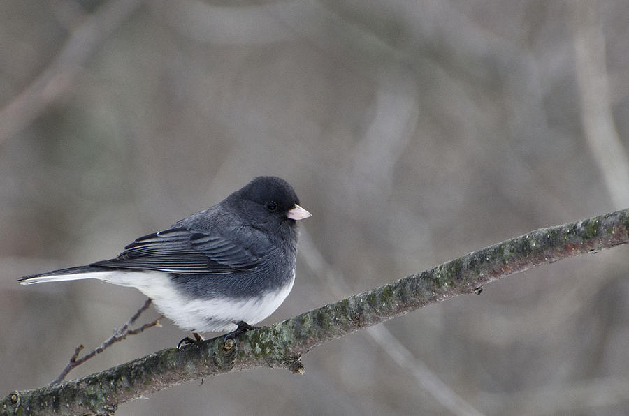 Dark Eyed Junco Photograph by William MacKenzie