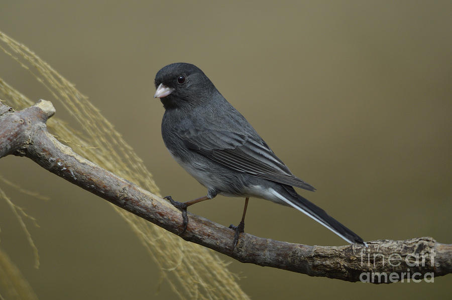 Dark Eyes Photograph by Charles Trinkle | Fine Art America