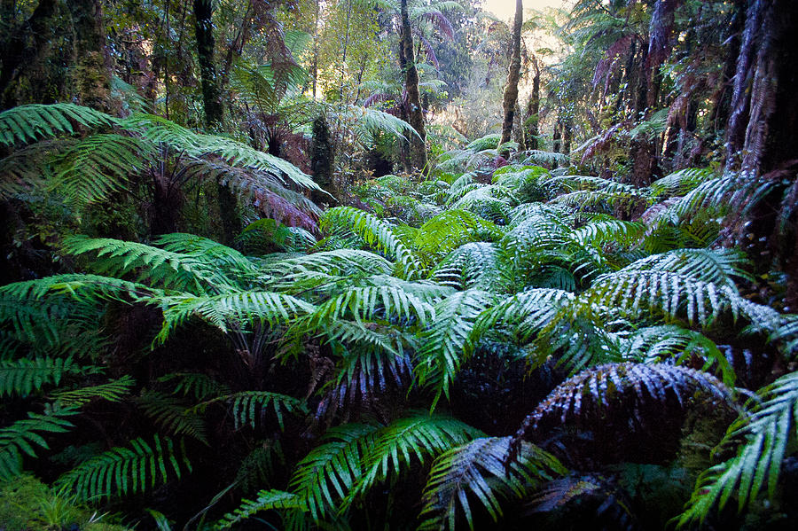 Dark ferns Photograph by Jenny Setchell