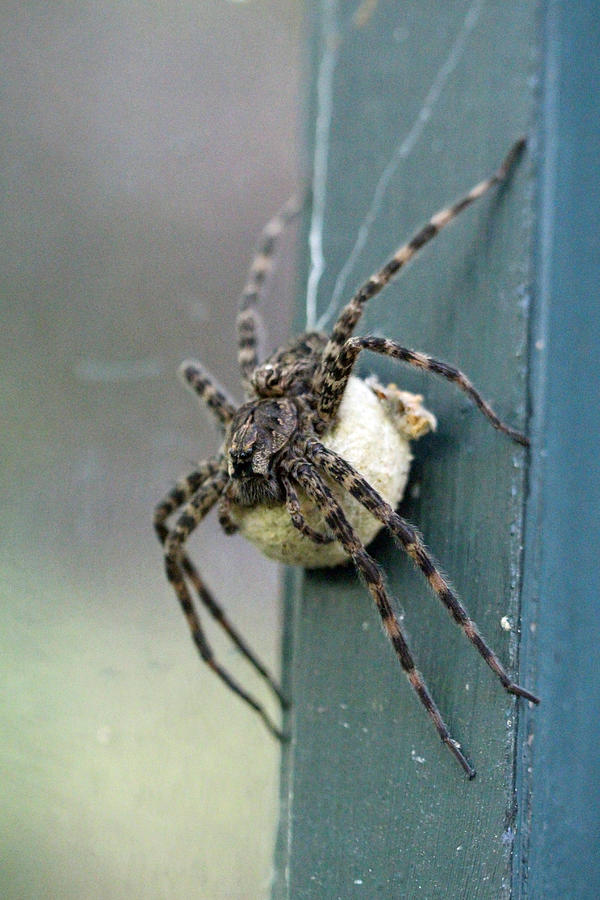 Dark Fishing Spider With Egg Case - Dolomedes tenebrosus Photograph by Carol Senske