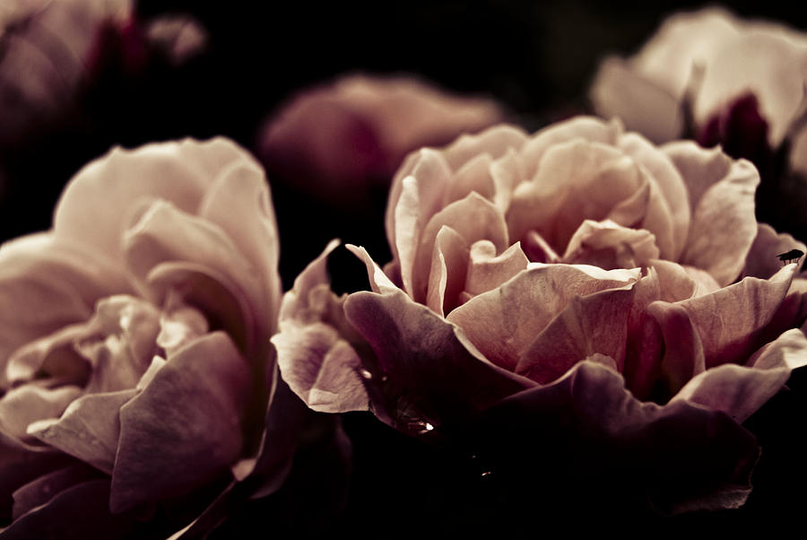 Flower Photograph - Dark Flower 19 by Grebo Gray