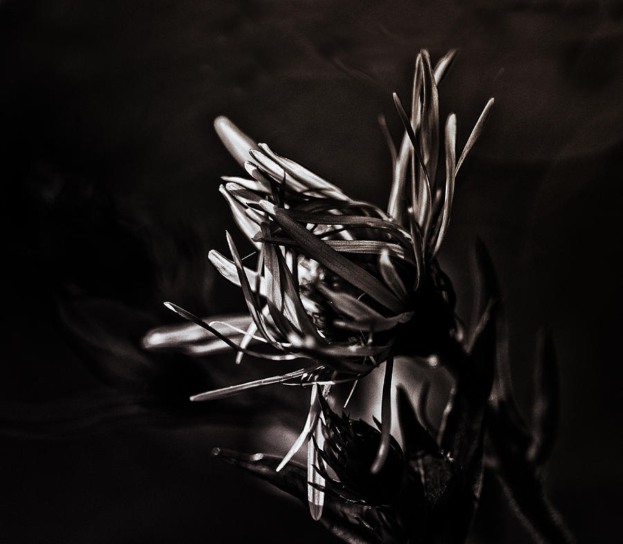 Dark Flower Photograph by Sue Capuano