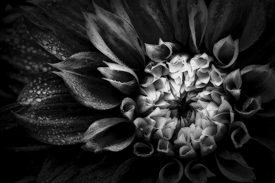 Dark Flower Photograph by Terry Kness - Fine Art America