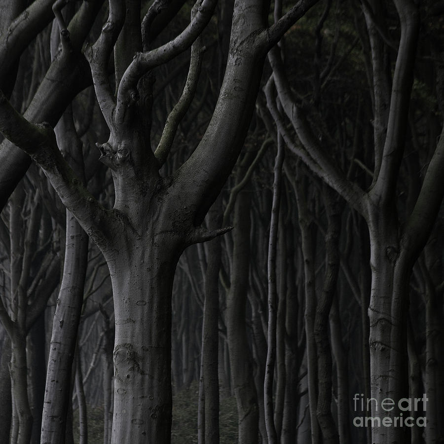 Dark Forest Photograph by Heiko Koehrer-Wagner