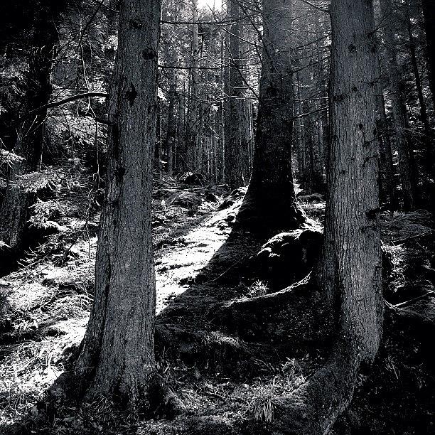 Tree Photograph - Dark Forest. #natural #forest #wood by Luis Aviles