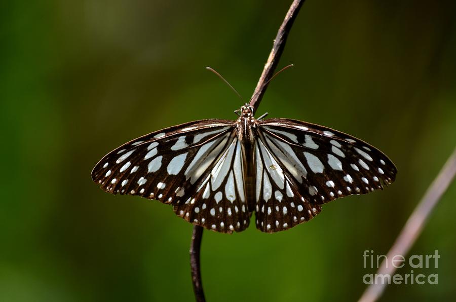 Butterfly Photograph - Dark glassy tiger butterfly on branch by Imran Ahmed