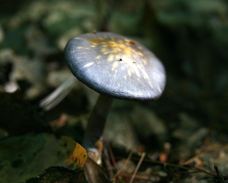 Mushroom Photograph - Dark Growth  by Neal Eslinger