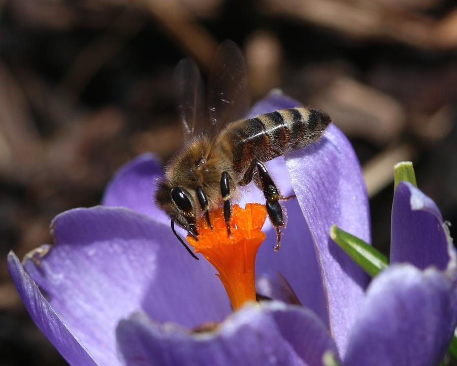Dark Honeybee on Crocus Photograph by Lucinda VanVleck