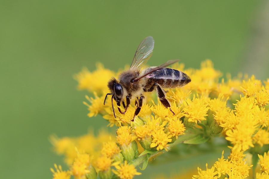 Dark honeybee on Goldenrod Photograph by Lucinda VanVleck