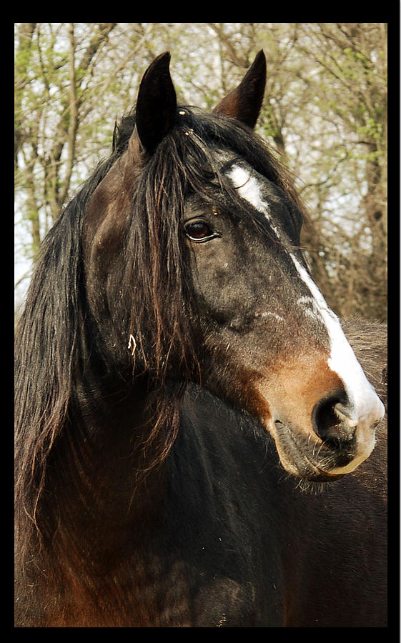 Dark Horse Photograph by Annette Persinger - Fine Art America