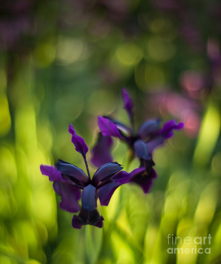 Dark Irises Photograph