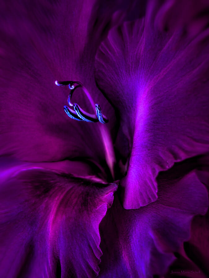 Summer Photograph - Dark Knight Purple Gladiola Flower by Jennie Marie Schell