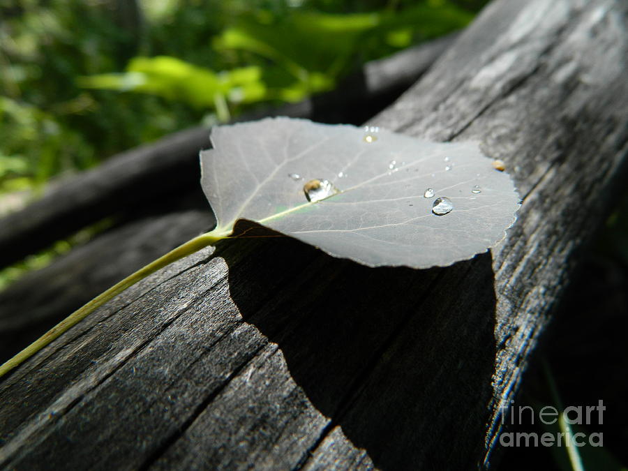 Summer Photograph - Dark Leaf with Dew by Sara Mayer