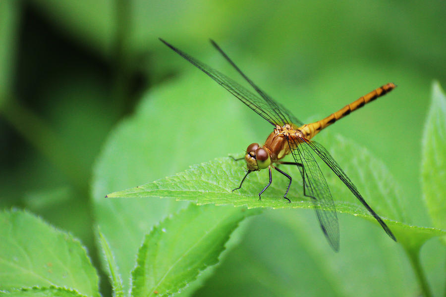 Dark Lestes Dragonfly Photograph by Larry Pegram