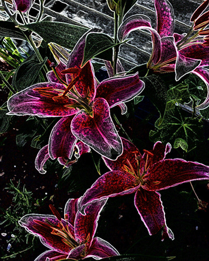 Dark Lillies Photograph by Ann Tracy
