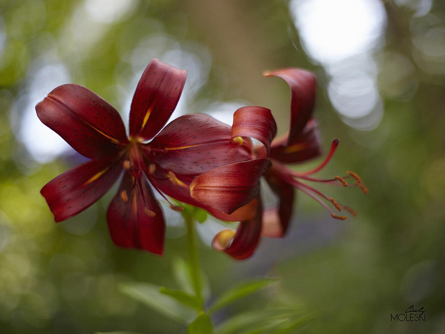 Dark Lily Photograph by Cindy Moleski